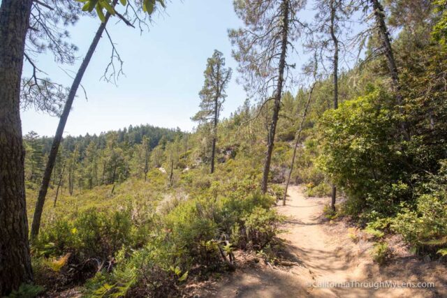 big basin waterfall loop-16