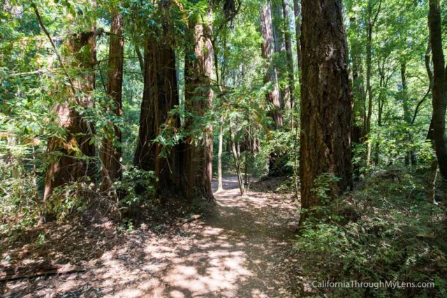 big basin waterfall loop-2