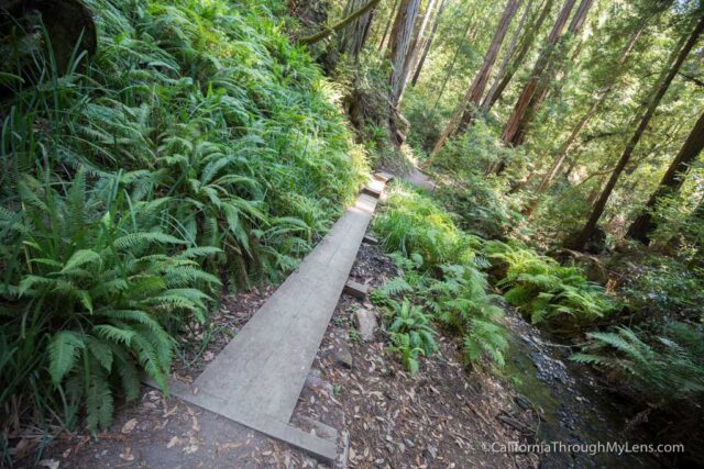 big basin waterfall loop-26