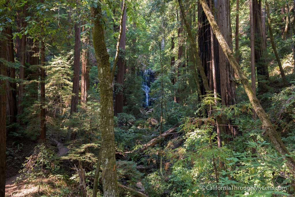 Big Basin State Park: Hiking Berry Creek Falls, Silver Falls & Golden ...