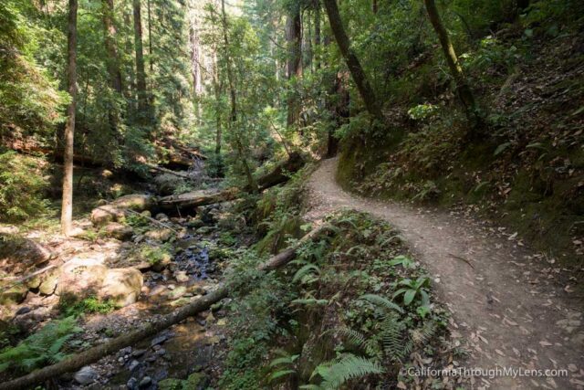 big basin waterfall loop-31