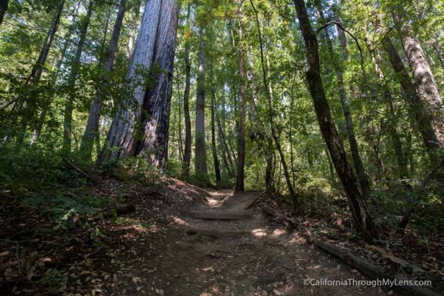 big basin waterfall loop-5