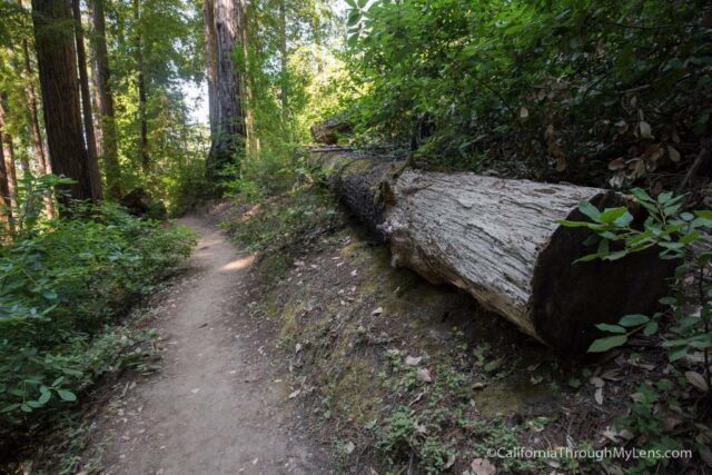 big basin waterfall loop-9