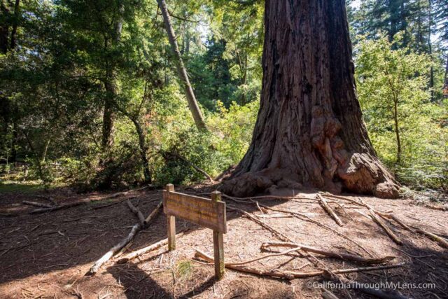 redwood grove big basin-10