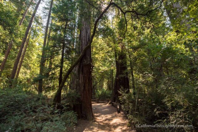 redwood grove big basin-11