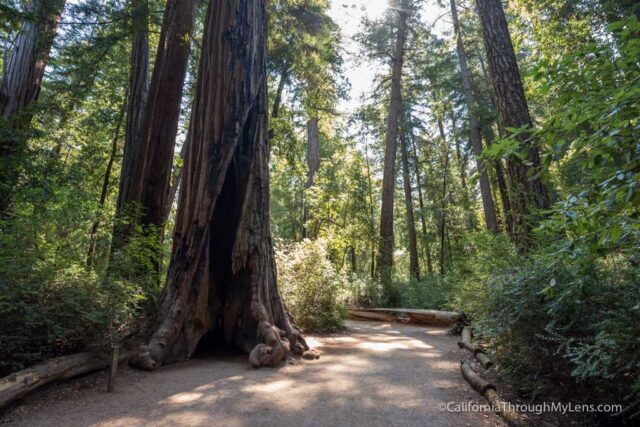 redwood grove big basin-14