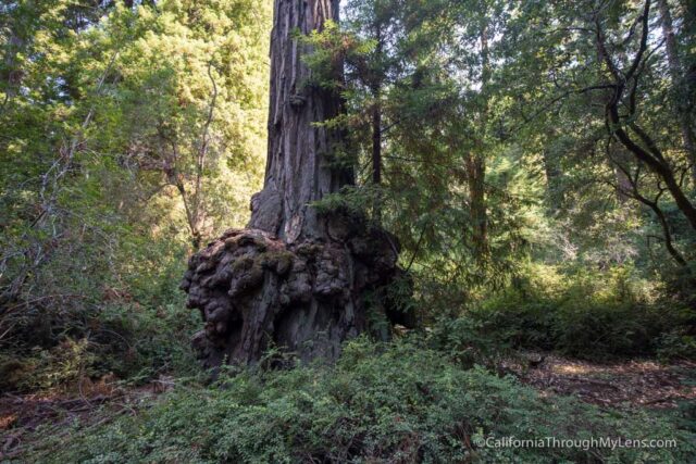 redwood grove big basin-15