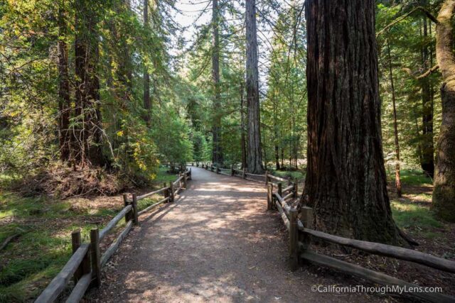 redwood grove big basin-3