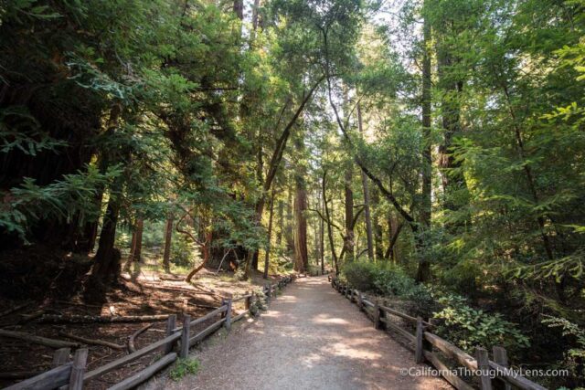 redwood grove big basin-4