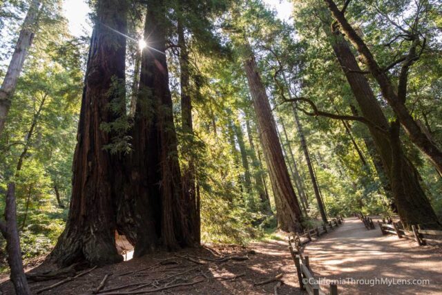 redwood grove big basin-5