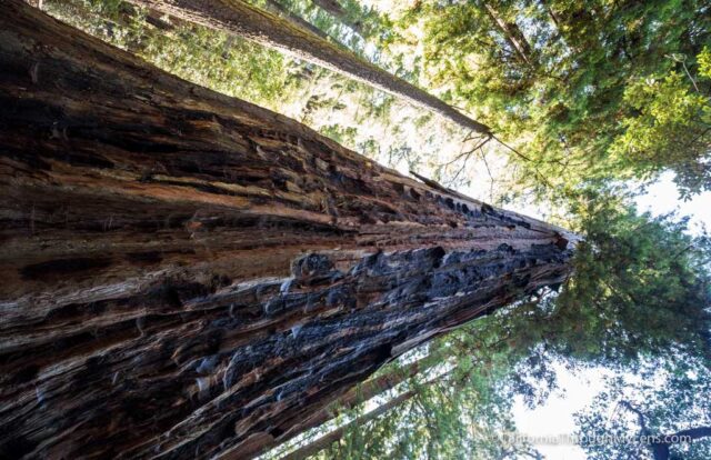 redwood grove big basin-6