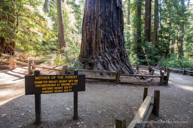 redwood grove big basin-7