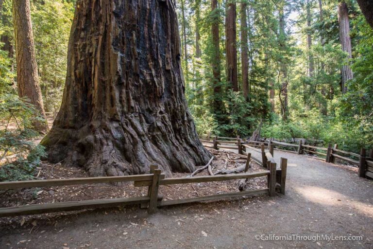 Redwood Grove Trail in Big Basin State Park