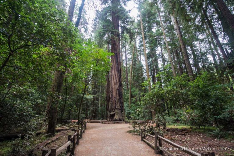 Old Growth Redwood Trail in Henry Cowell Redwoods State Park