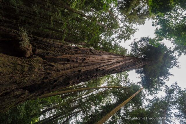 redwood grove henry cowell-12