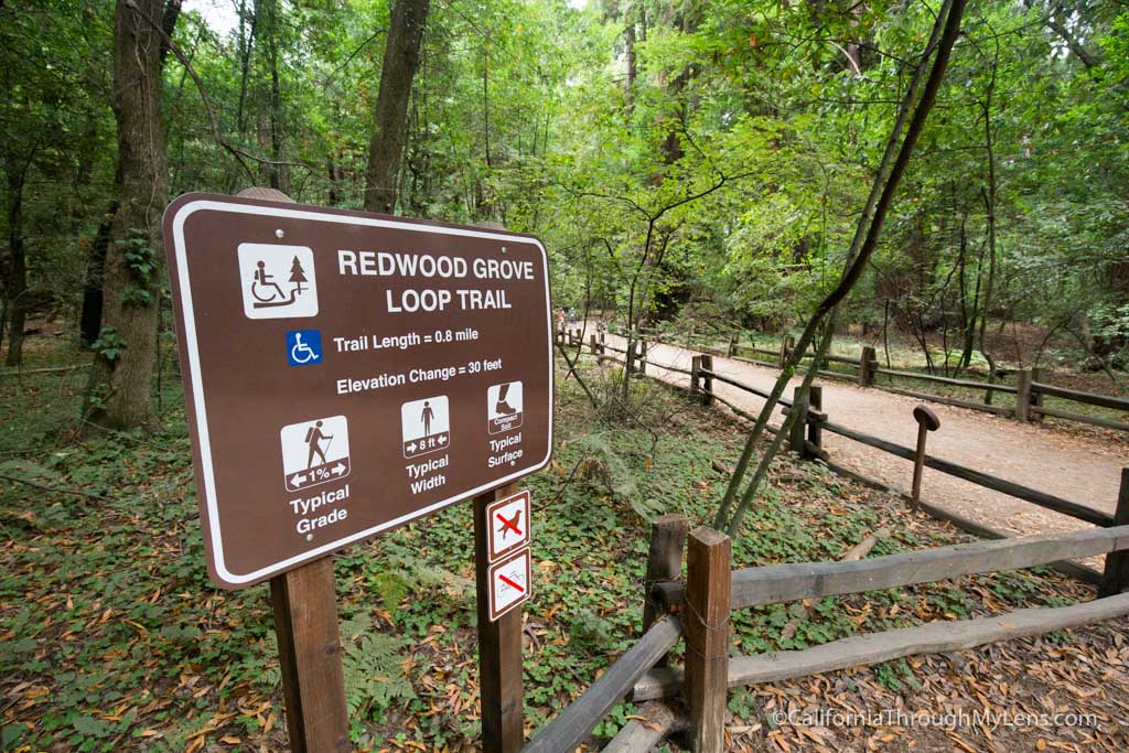 Old Growth Redwood Trail in Henry Cowell Redwoods State Park ...