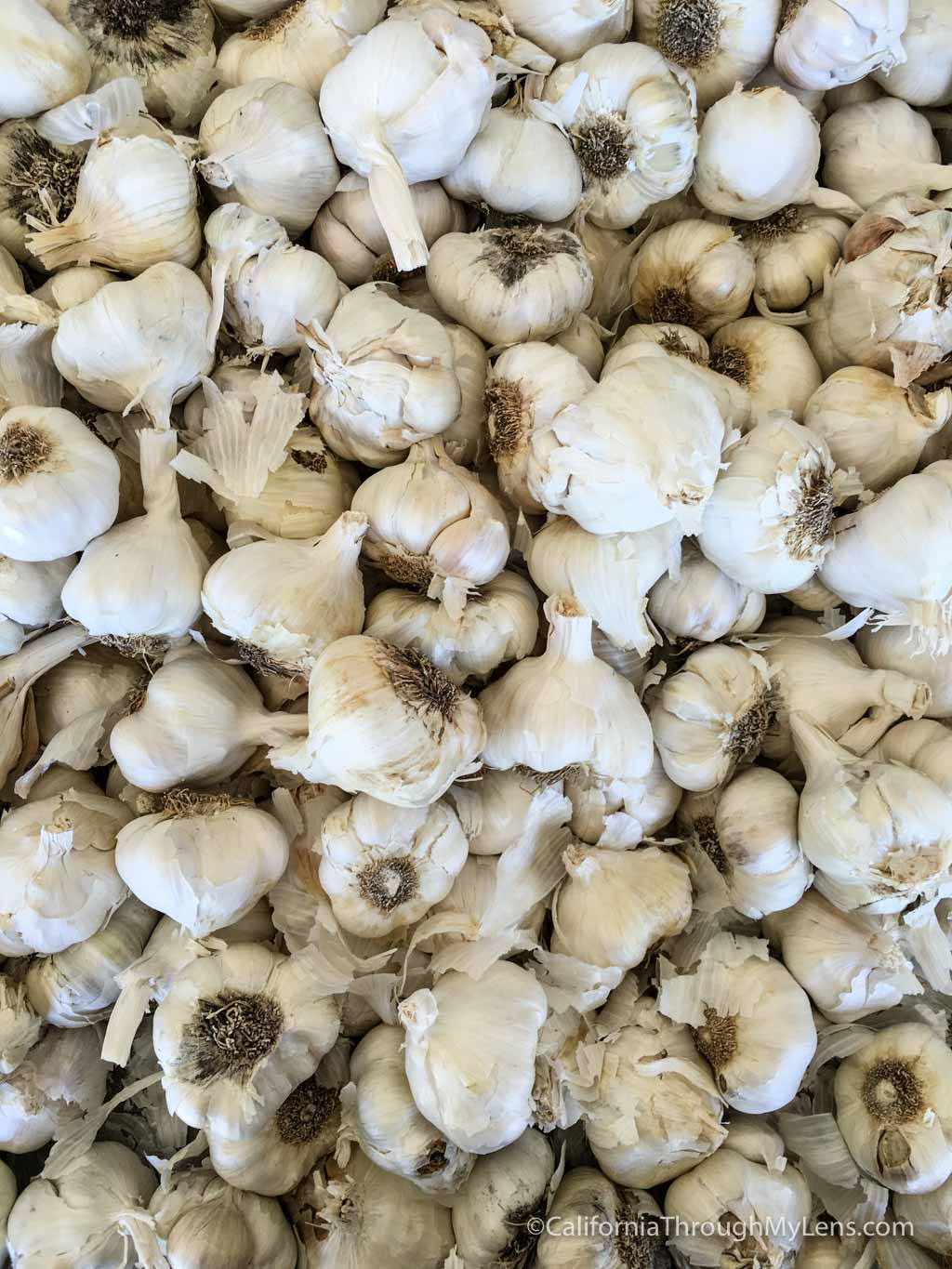 Garlic World Home of the World's Longest Garlic Braid in Gilroy