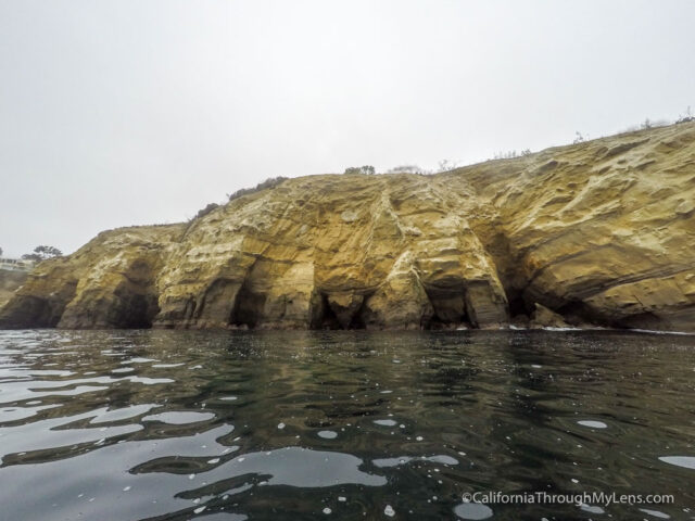 The 5 Best Spots to View Seals and Sea Lions in La Jolla - Everyday  California