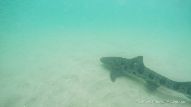 leopard-sharks-10