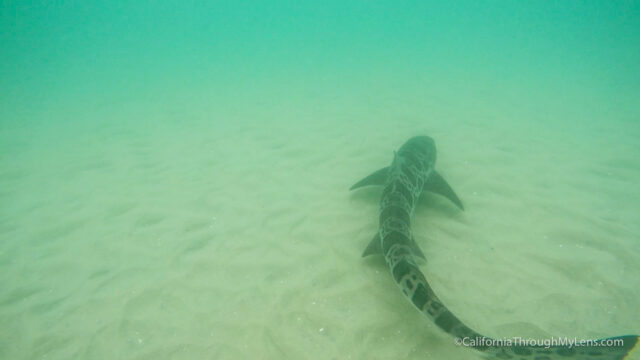 leopard-sharks-5