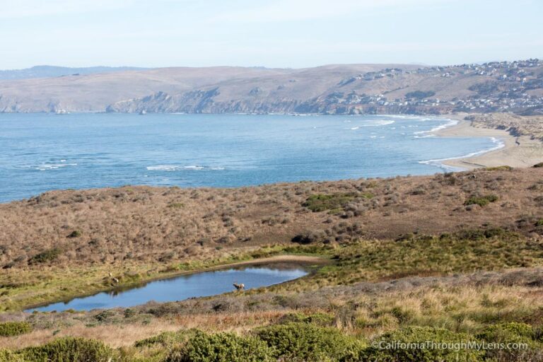 Tomales Point Hike Seeing Tule Elk in Point Reyes National Seashore