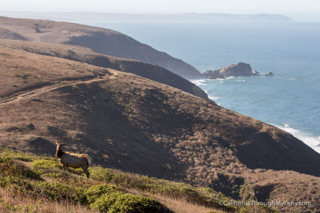 tomales-point-hike-8