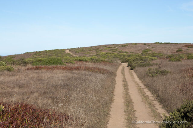 tomales-point-hike-9