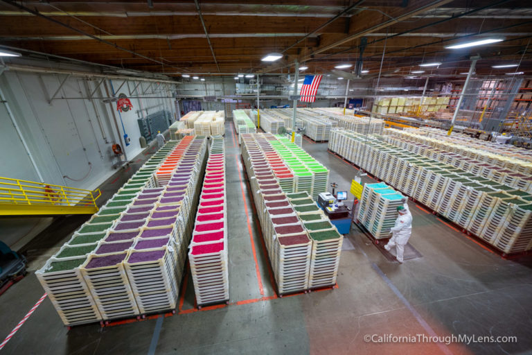 Jelly Belly Factory Tour Learn How Jelly Beans are Made in Fairfield