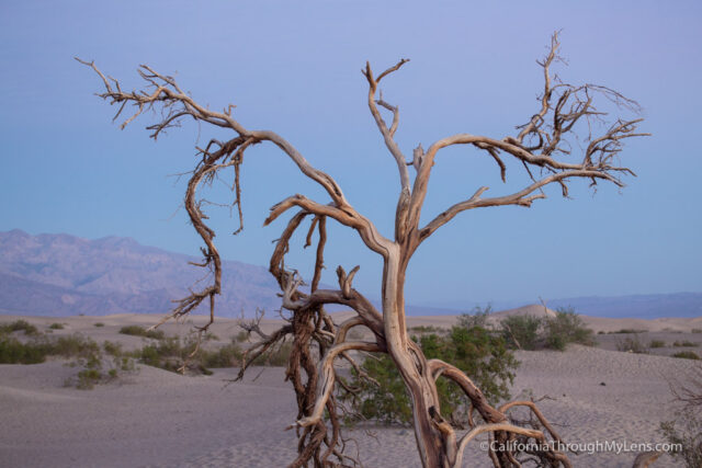 sunrise-at-mesquite-dunes-1