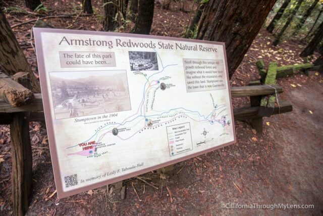 armstrong-redwoods-2
