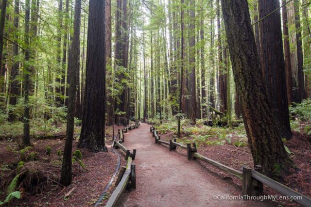 armstrong-redwoods-8