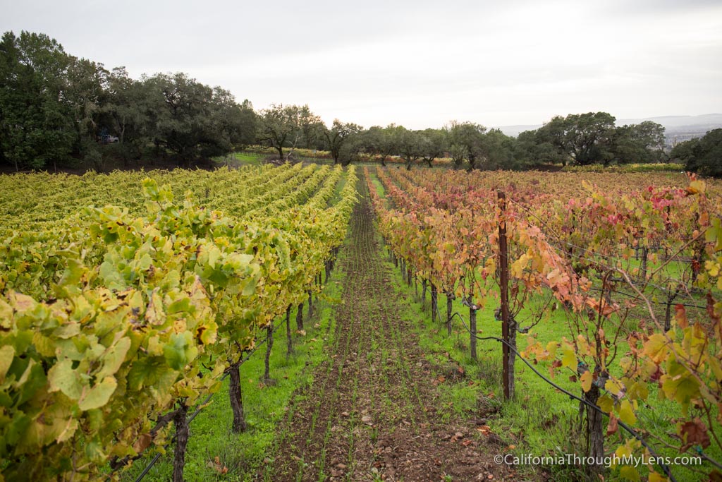 Paradise Ridge Winery In Santa Rosa: Sculpture Gardens, Wine Tasting ...