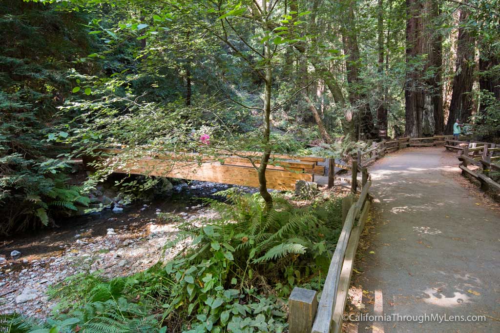 Muir Woods National Monument: Hiking the Bohemian Grove Trail ...