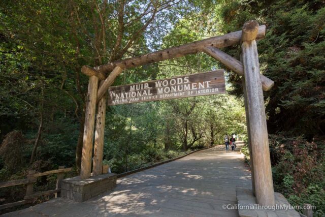 muir-woods-2