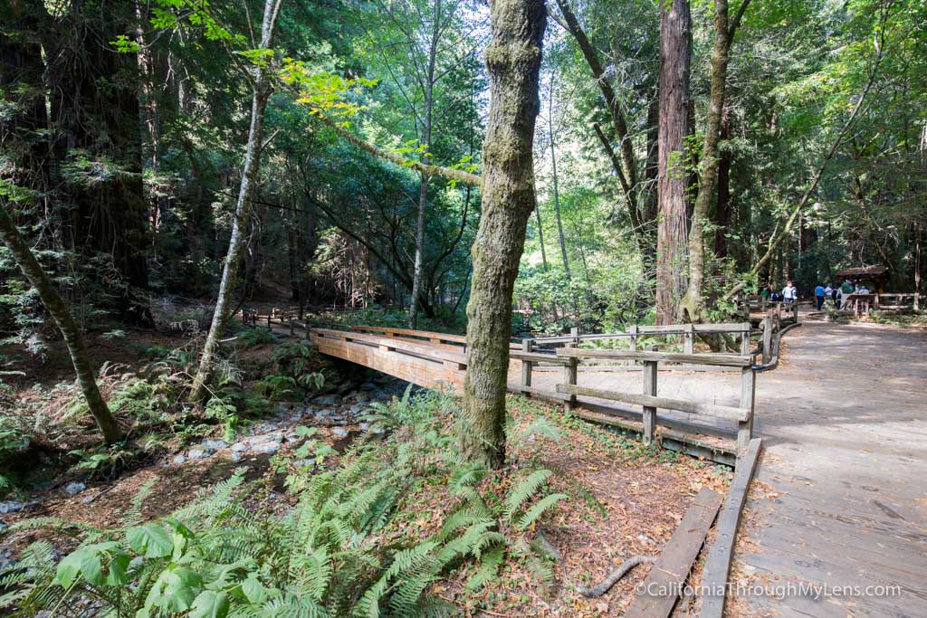 Muir Woods National Monument: Hiking the Bohemian Grove Trail ...