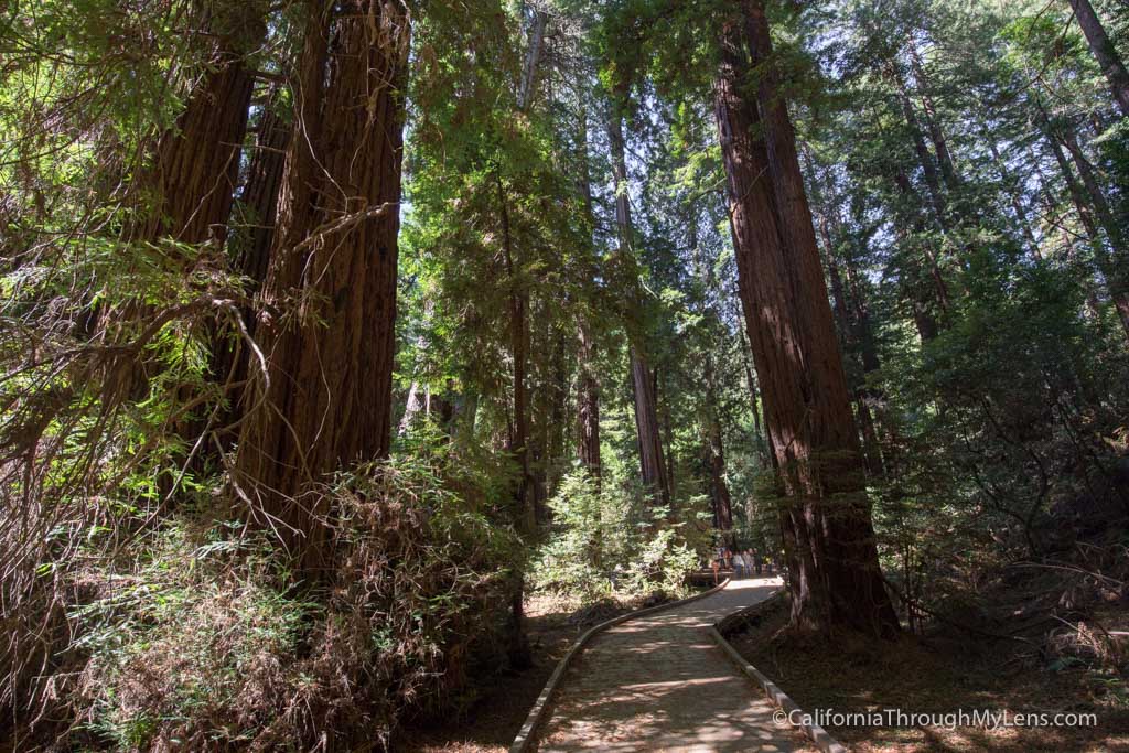 Muir Woods National Monument: Hiking the Bohemian Grove Trail ...