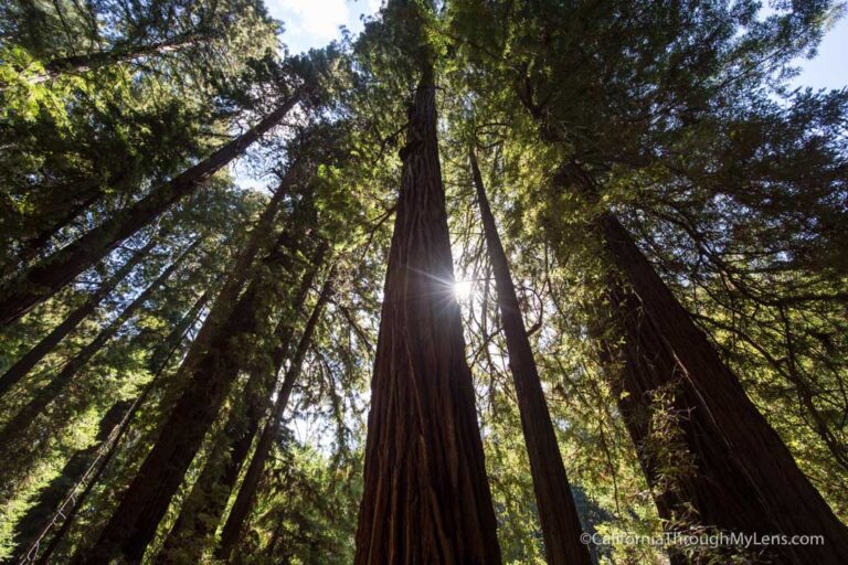 Muir Woods National Monument: Hiking the Bohemian Grove Trail