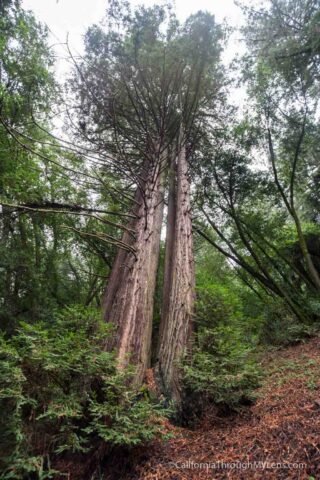 redwood-regional-park-stream-trail-12