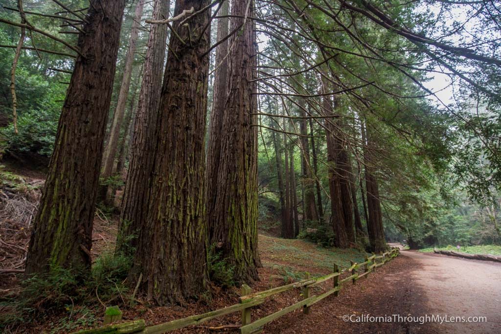 Redwood Regional Park Stream Trail in Oakland - California Through My Lens