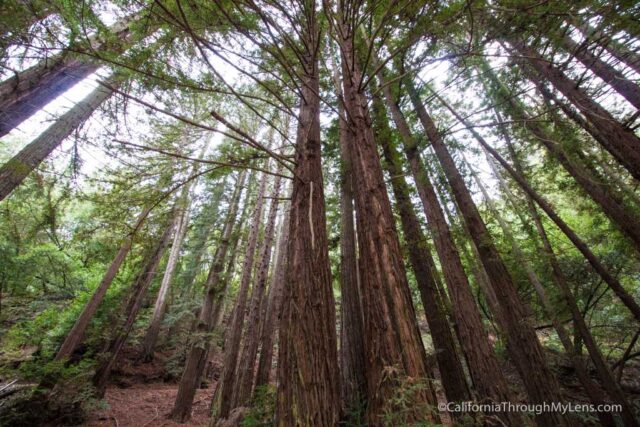 redwood-regional-park-stream-trail-6