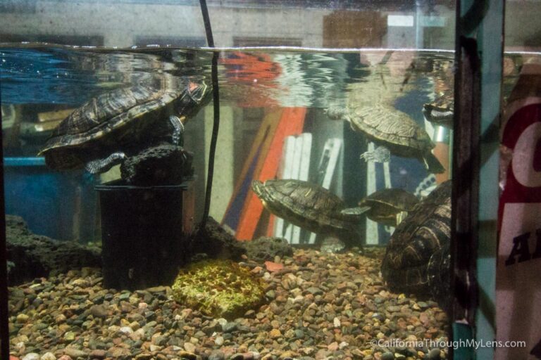 Turtle Racing at Brennans in Marina Del Rey - California Through My Lens