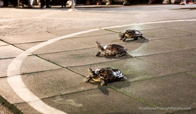 Turtle Racing at Brennans in Marina Del Rey | California Through My Lens