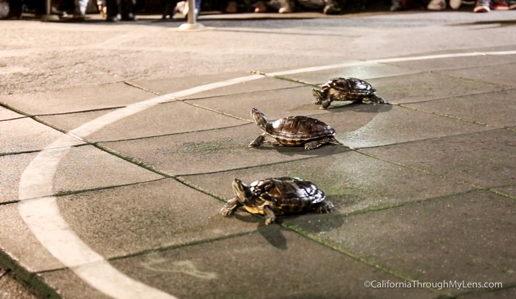 Turtle Racing at Brennans in Marina Del Rey - California Through My Lens