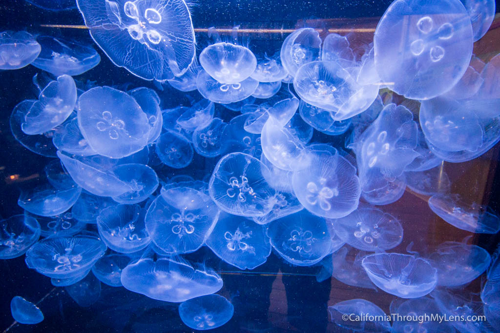 Cabrillo Aquarium: A Fun Family Friendly Aquarium in San Pedro