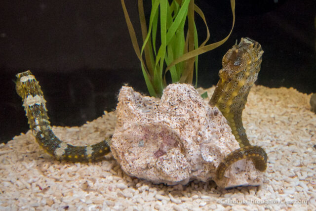 The Great Wave Jar Opener - Friends Of Cabrillo Aquarium