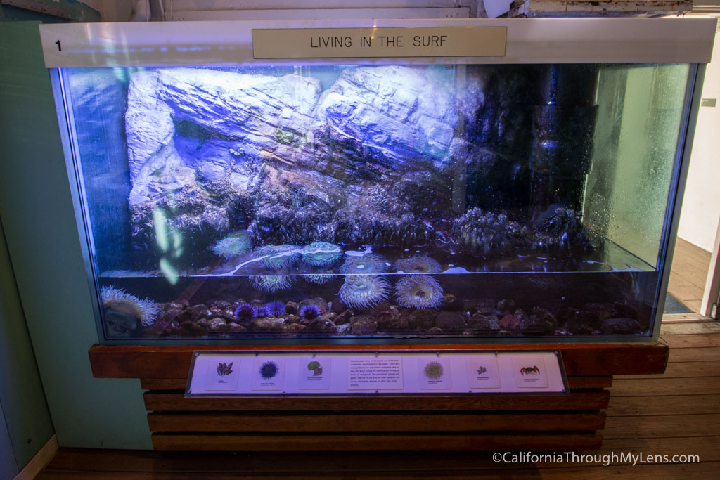 Cabrillo Aquarium A Fun Family Friendly Aquarium in San Pedro