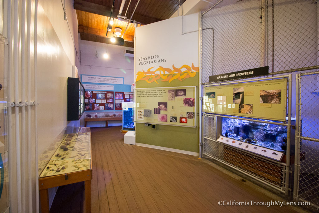 Cabrillo Aquarium A Fun Family Friendly Aquarium in San Pedro