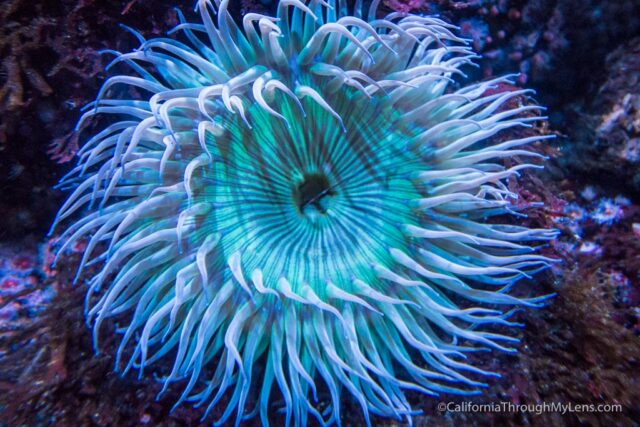 cabrillo marine aquarium san pedro