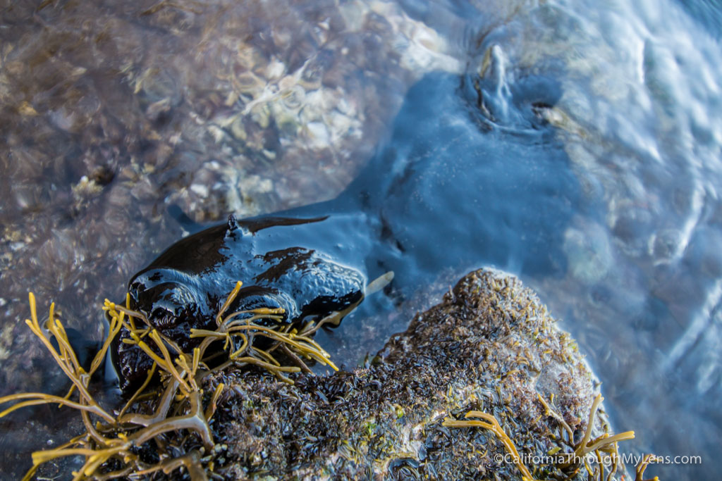 Cabrillo Beach Tide Pools & San Pedro Sunken City California Through