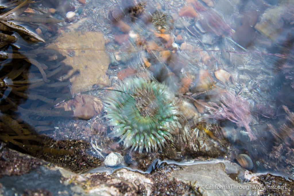 Cabrillo Beach Tide Pools & San Pedro Sunken City - California Through